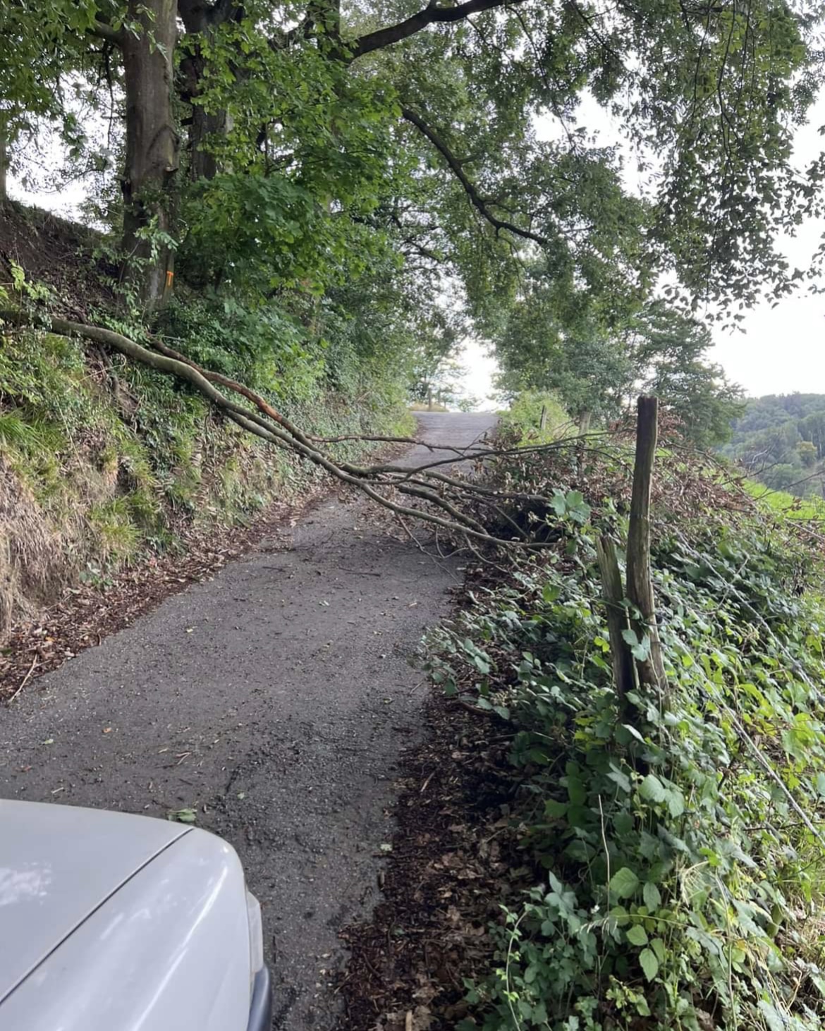 Bild 1 | H1 - Baum auf Straße