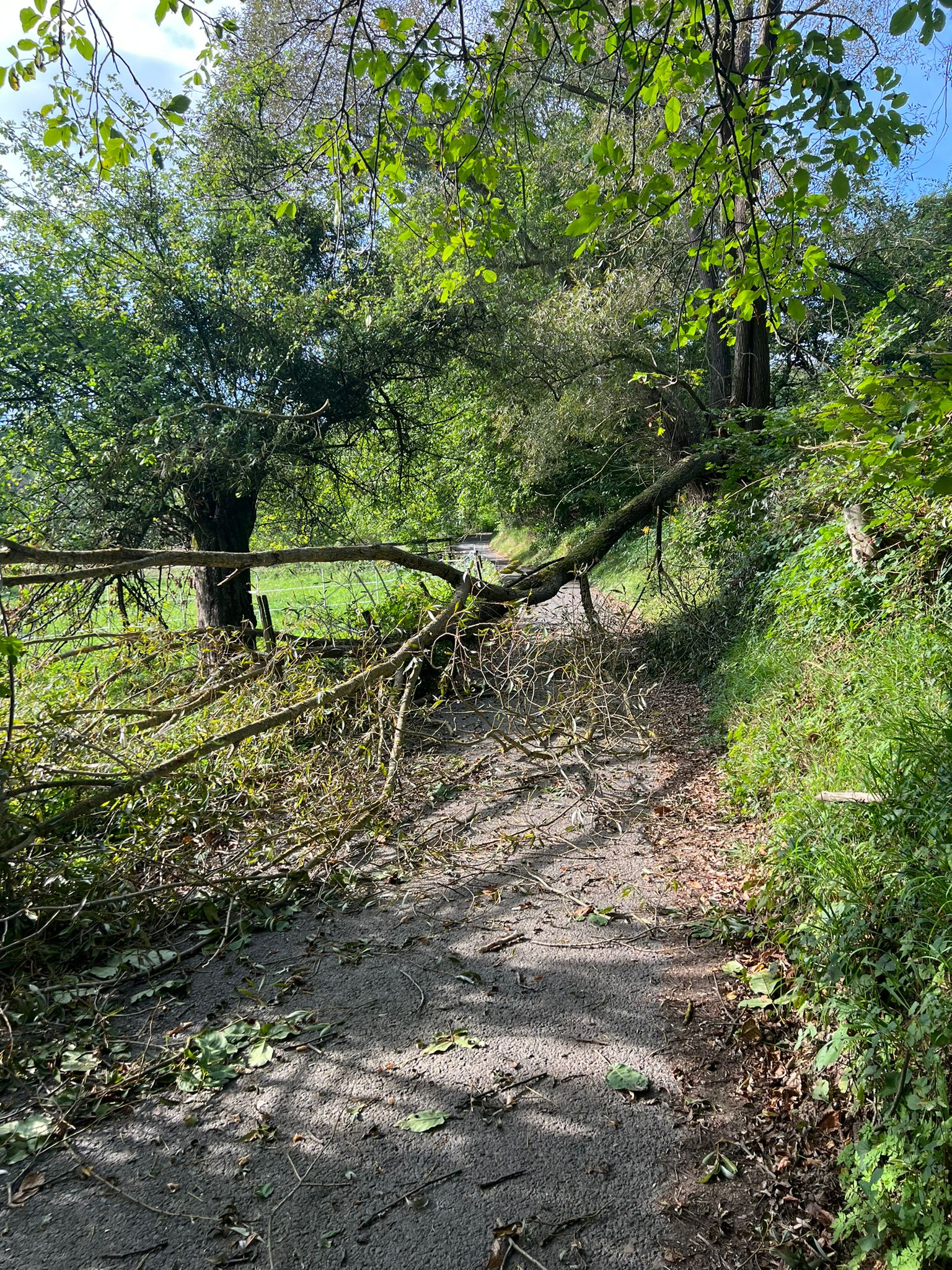 Bild 1 | H1 - Umgestürzter Baum