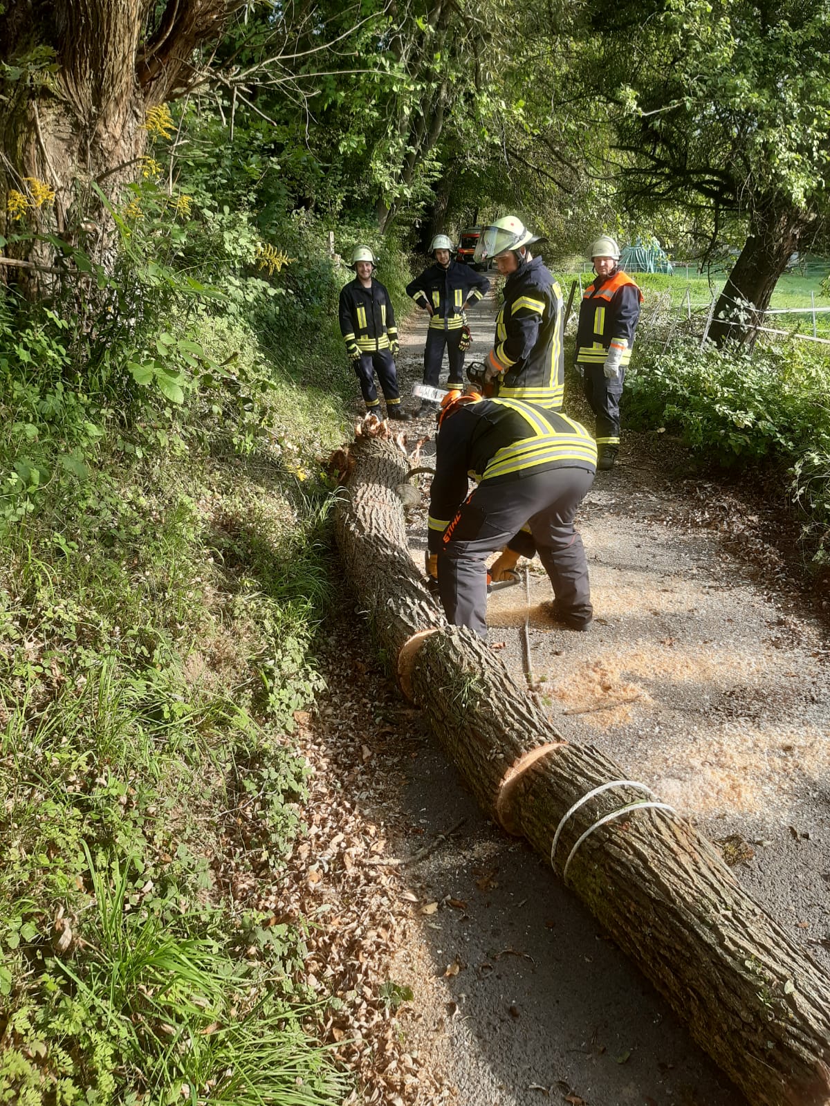 Bild 5 | H1 - Umgestürzter Baum