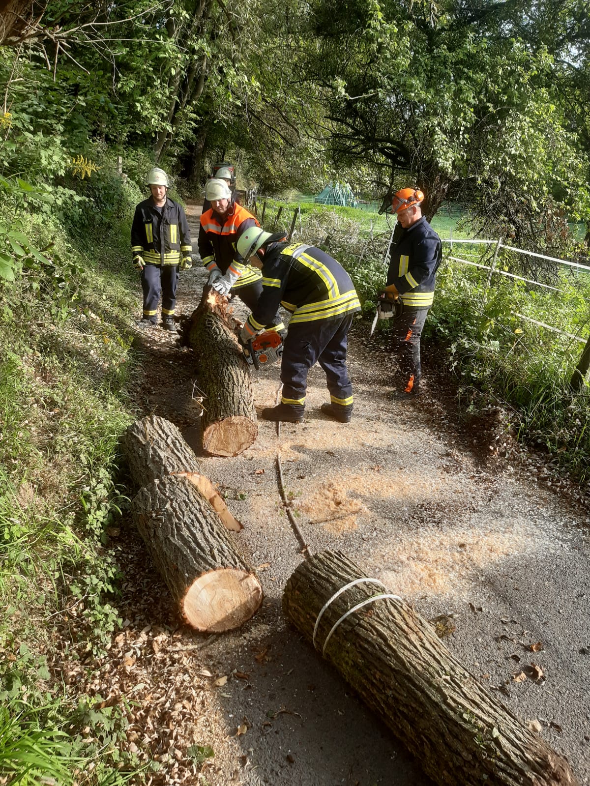 Bild 6 | H1 - Umgestürzter Baum