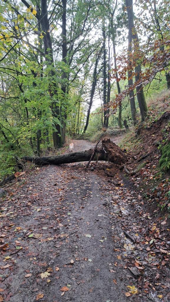 Bild 1 | H1 - Baum auf Straße