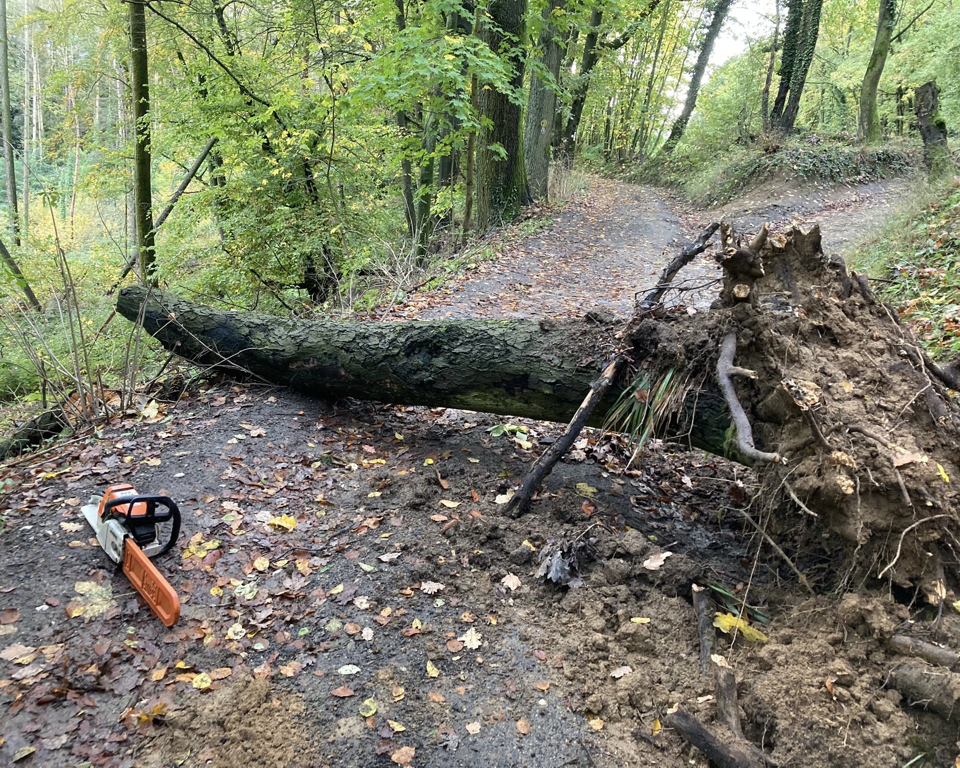 Bild 5 | H1 - Baum auf Straße