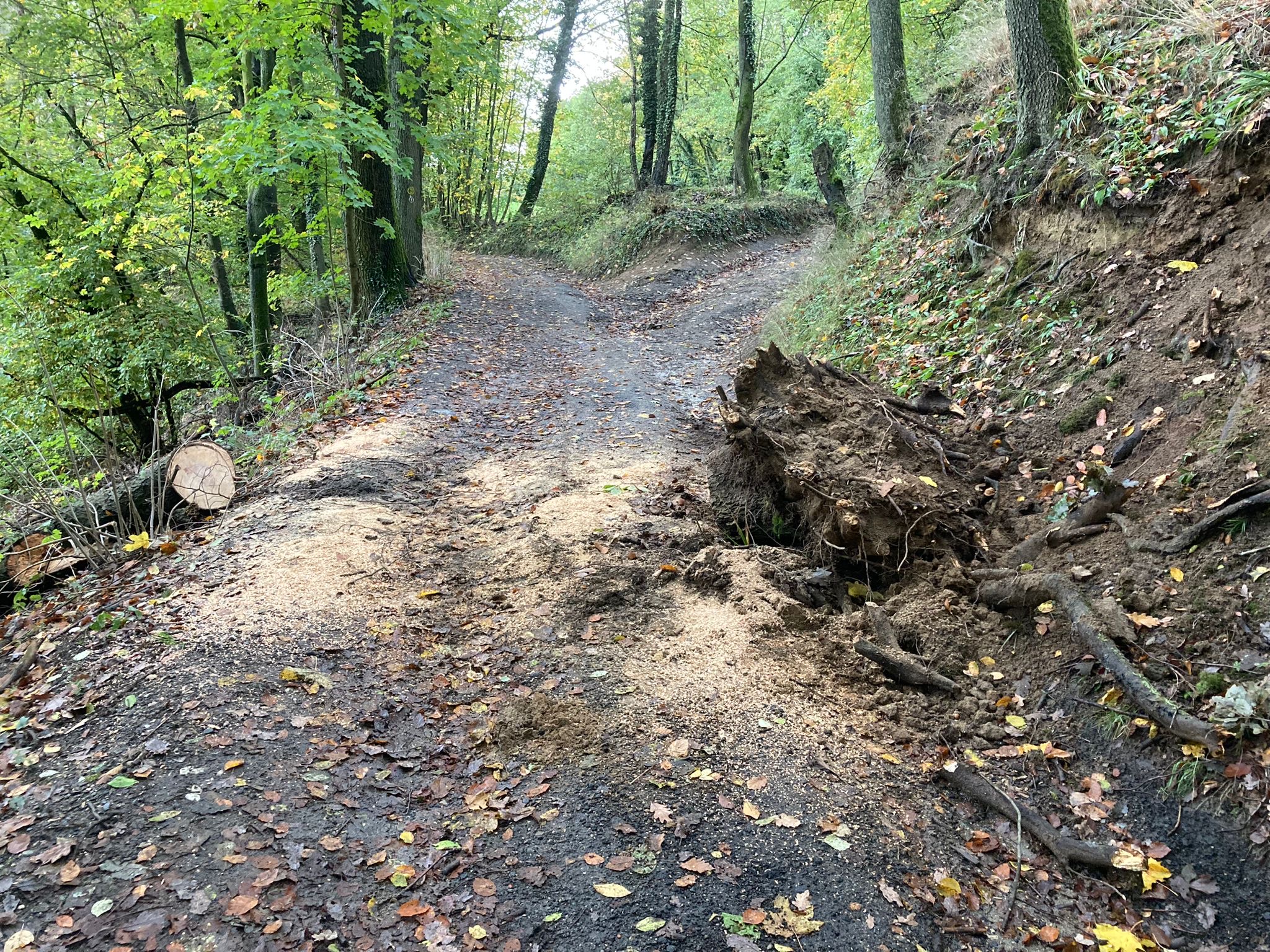 Bild 6 | H1 - Baum auf Straße