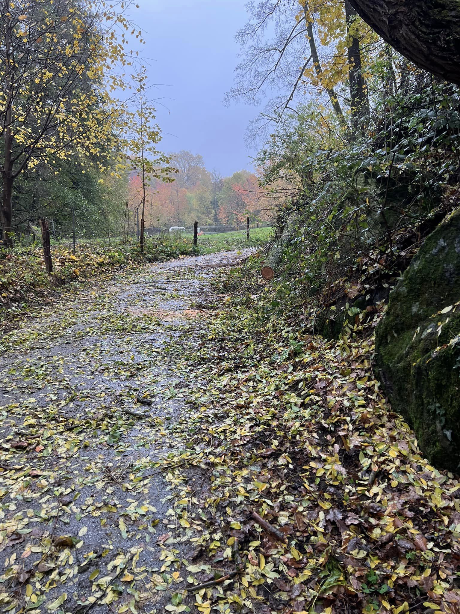 Bild 3 | H1 - Baum auf Straße